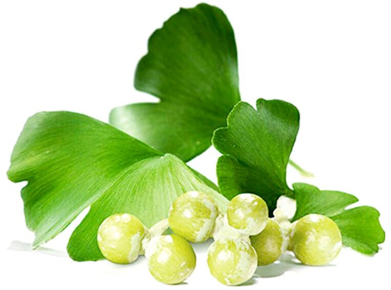 Ang mga dahon sa ginkgo biloba nagpalambo sa sirkulasyon sa dugo sa mga tisyu sa kinatawo