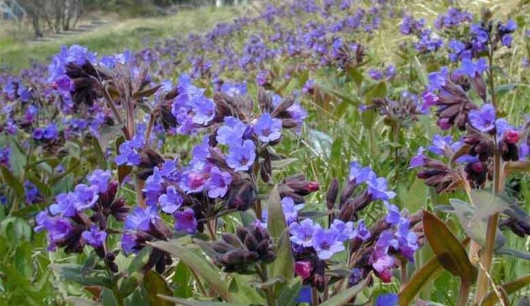 Lungwort alang sa pag-andam sa usa ka pagpuga nga nagpasiugda sa pagpadako sa penis